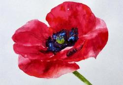 Poppy